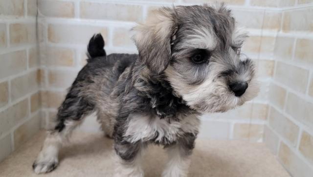 ミニチュアシュナウザー