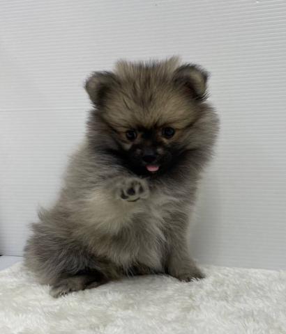 和歌山県のハーフ犬・ミックス犬 (ペットアミ 紀ノ川店/2025年10月22日生まれ/女の子/オレンジ)の子犬の3枚目の画像