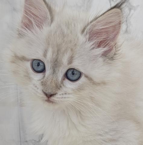 サイベリアンネヴァマスカレード