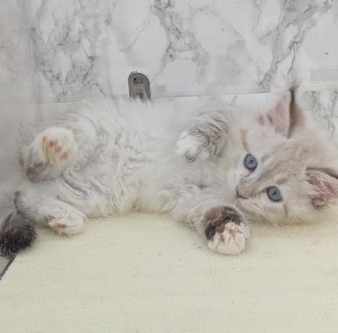 サイベリアンネヴァマスカレード