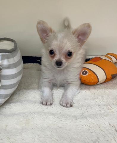 三重県のチワワ(ロング) (ペットアミ 明和店/2025年12月1日生まれ/男の子/ホワイトクリーム)の子犬