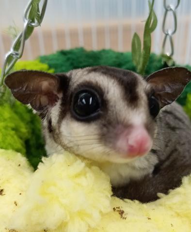 フクロモモンガ