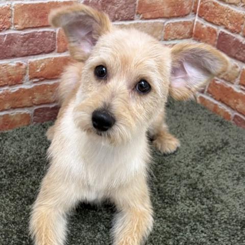 MIXトイプードル×ポメラニアン