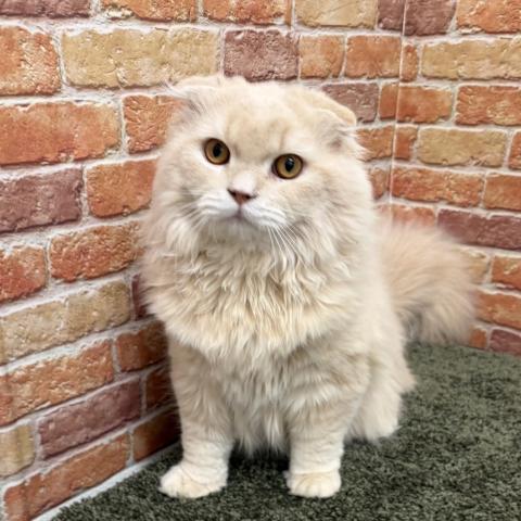 スコティッシュフォールド