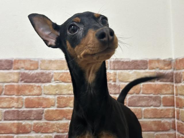 石川県のミニチュアピンシャー (ペットアミ 津幡店/2025年8月22日生まれ/女の子/ブラックタン)の子犬の1枚目の画像