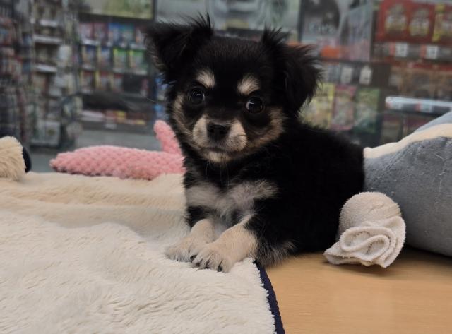 チワワ（ロングコート）