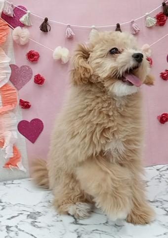 MIX（ポメラニアン×トイプードル）