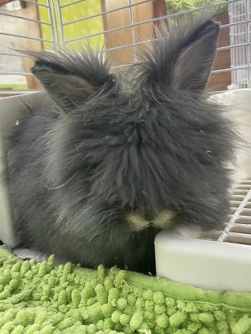 アンゴラドワーフ