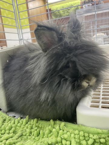 アンゴラドワーフ