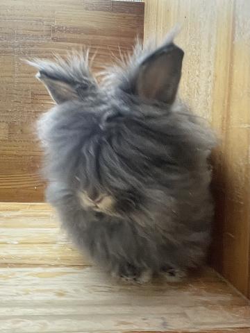 アンゴラドワーフ