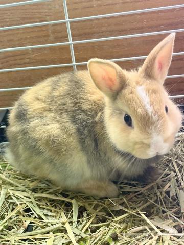 ネザーランドドワーフ