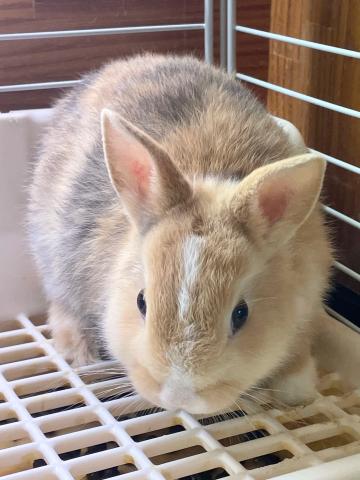 ネザーランドドワーフ