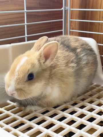 ネザーランドドワーフ