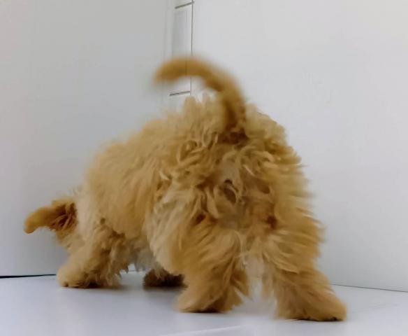 新潟県のチワプー/プーチー(チワワ×プードル) (ペットアミ 新発田店/2025年10月9日生まれ/男の子/アプリコット)の子犬の2枚目の画像