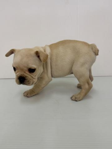 新潟県のフレンチブルドッグ (ペットアミ 新発田店/2025年11月20日生まれ/男の子/クリーム)の子犬の3枚目の画像