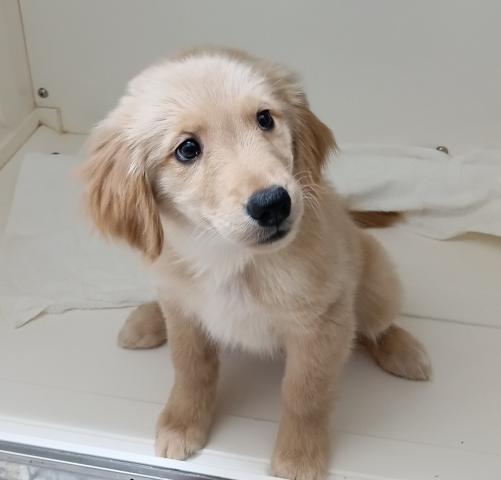 ゴールデンレトリーバー