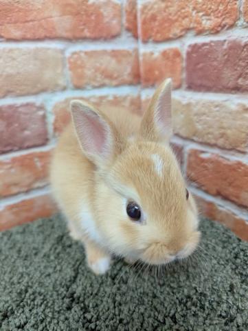 ミニウサギ