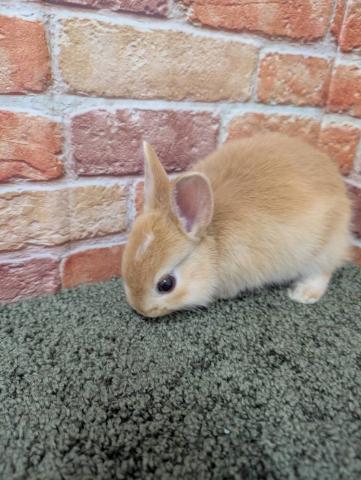 ミニウサギ