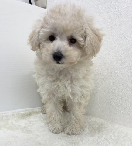 トイプードル