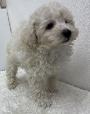 トイプードル