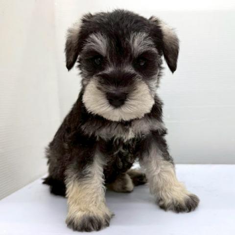 秋田県のミニチュアシュナウザー (ペットアミ 本荘インター店/2025年12月23日生まれ/男の子/ソルトペッパー)の子犬の1枚目の画像