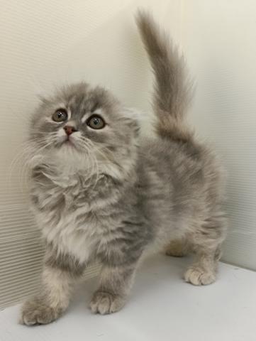 秋田県のスコティッシュフォールド (ペットアミ 本荘インター店/2025年12月4日生まれ/女の子/ダイリュートキャリコ)の子犬の2枚目の画像