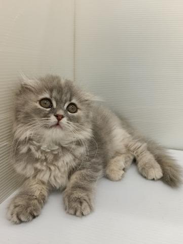 秋田県のスコティッシュフォールド (ペットアミ 本荘インター店/2025年12月4日生まれ/女の子/ダイリュートキャリコ)の子犬の4枚目の画像