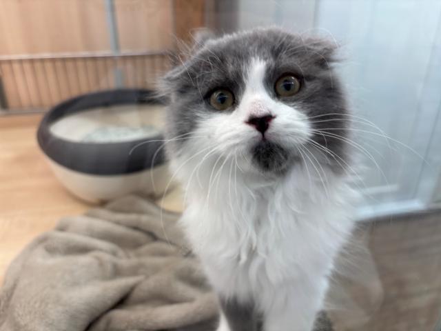 スコティッシュフォールド