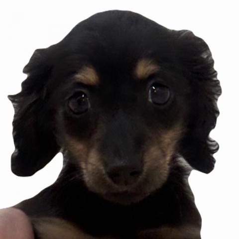 ミニチュアダックスフンド