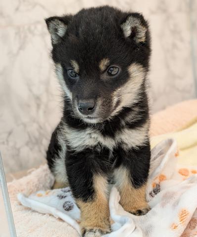 埼玉県の柴犬(標準サイズ) (NICO PET 三郷店/2025年12月19日生まれ/女の子/黒)の子犬の2枚目の画像