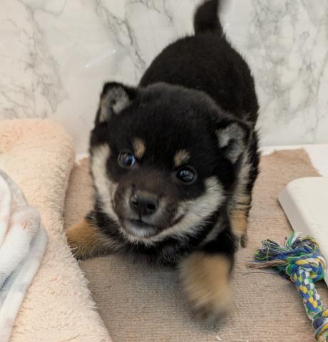 埼玉県の柴犬(標準サイズ) (NICO PET 三郷店/2025年12月19日生まれ/女の子/黒)の子犬の3枚目の画像