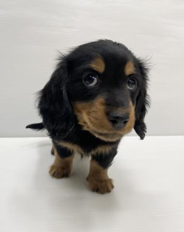 和歌山県のミニチュアダックスフンド(ロング) (ペットアミ 岩出店/2025年11月22日生まれ/男の子/ブラックタン)の子犬の1枚目の画像