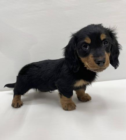 和歌山県のミニチュアダックスフンド(ロング) (ペットアミ 岩出店/2025年11月22日生まれ/男の子/ブラックタン)の子犬の3枚目の画像