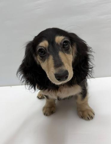 ミニチュアダックスフンド