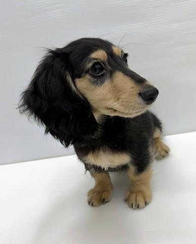 ミニチュアダックスフンド