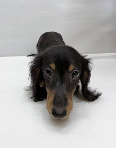 ミニチュアダックスフンド