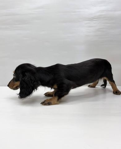 ミニチュアダックスフンド