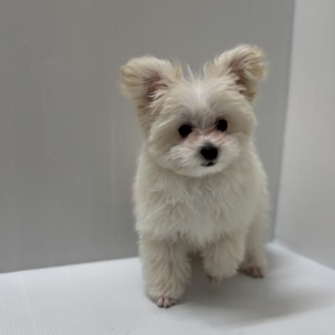 新潟県のハーフ犬・ミックス犬 (ペットアミ 加茂店/2025年11月15日生まれ/男の子/その他色)の子犬の2枚目の画像