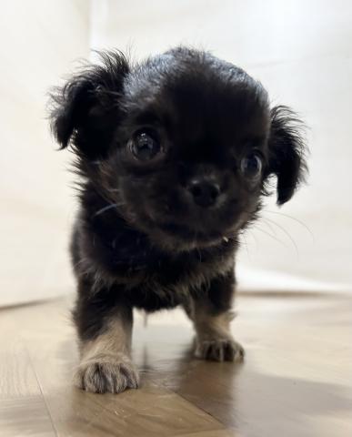 チワワ（ロングコート）