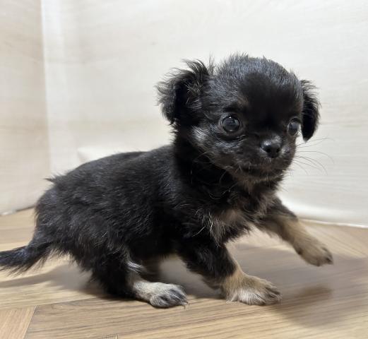 チワワ（ロングコート）