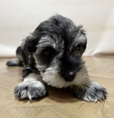 ミニチュアシュナウザー