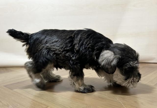 ミニチュアシュナウザー