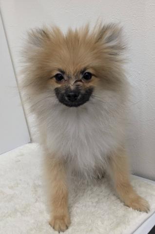 和歌山県のポメラニアン (ペットアミ 那賀店/2025年9月20日生まれ/男の子/オレンジセーブル)の子犬の2枚目の画像