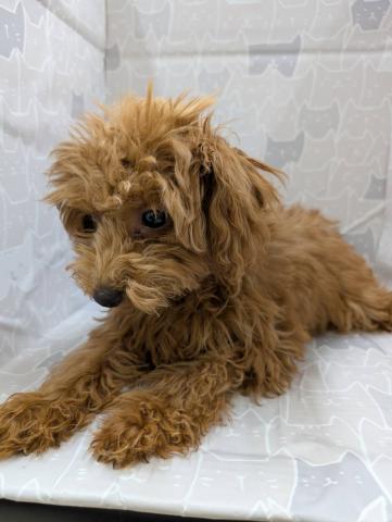 富山県のトイプードル(トイ) (ペットアミ宮野店/2025年10月24日生まれ/男の子/レッド)の子犬の2枚目の画像