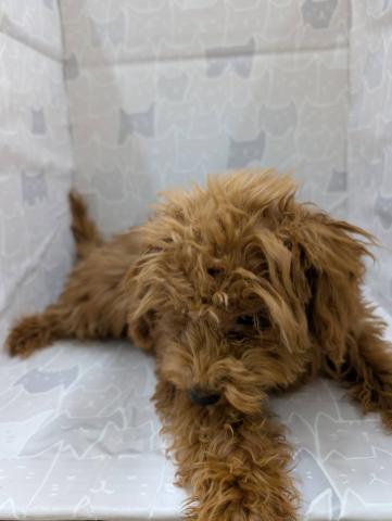 富山県のトイプードル(トイ) (ペットアミ宮野店/2025年10月24日生まれ/男の子/レッド)の子犬の3枚目の画像