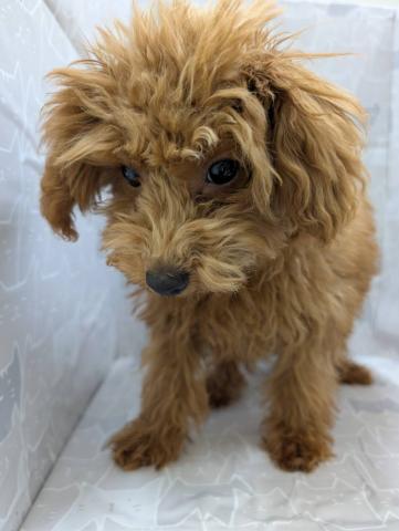 富山県のトイプードル(トイ) (ペットアミ宮野店/2025年10月24日生まれ/男の子/レッド)の子犬の4枚目の画像