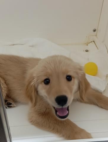 ゴールデンレトリーバー
