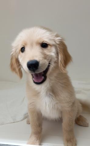 ゴールデンレトリーバー