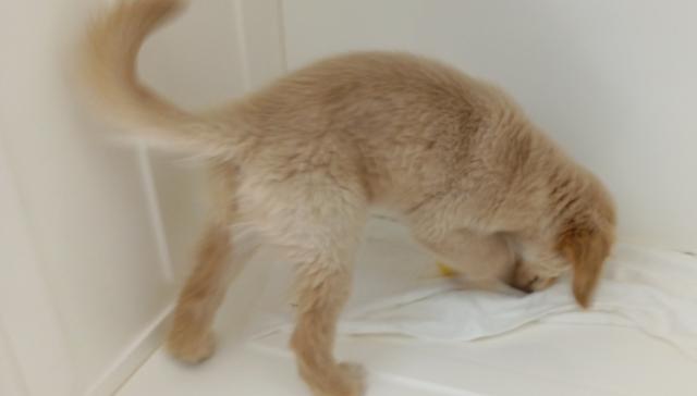 ゴールデンレトリーバー