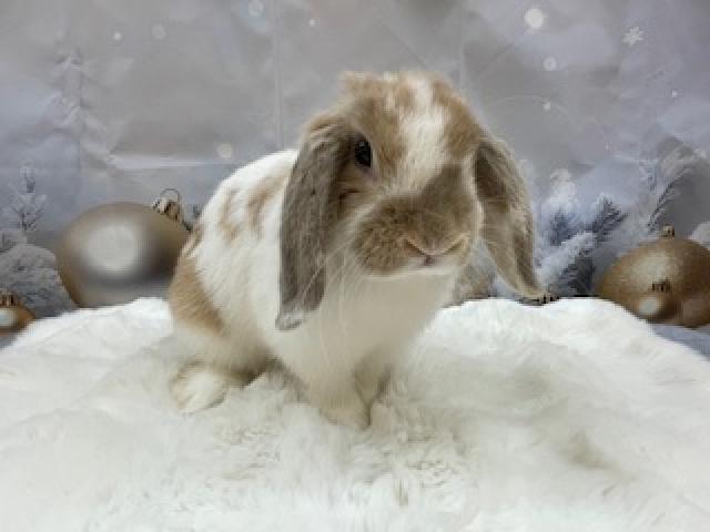 ホーランドロップ